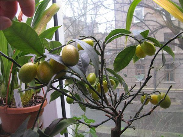 poda de kumquat