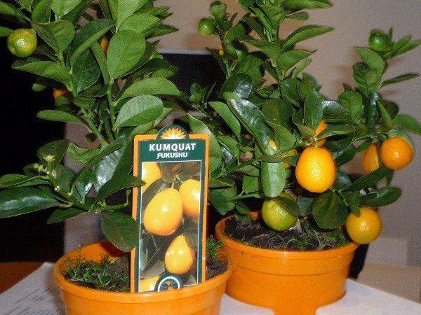 kumquat fukushi