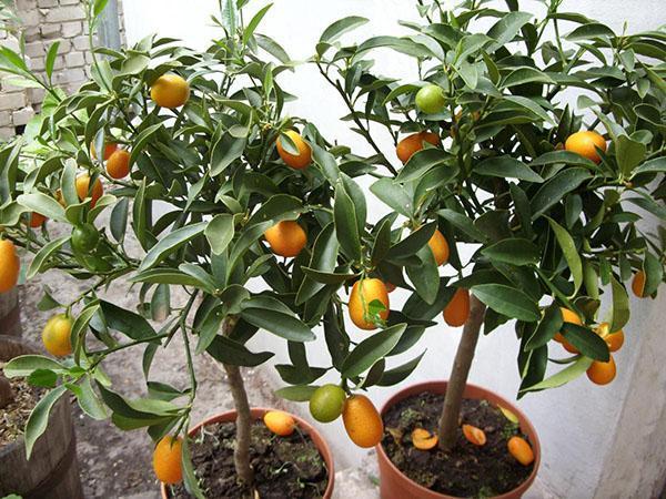 creciente kumquat