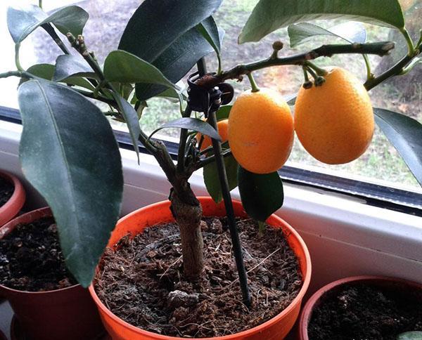kumquat à la maison