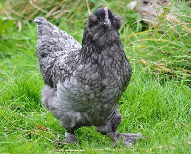 poulets bleus faverolles