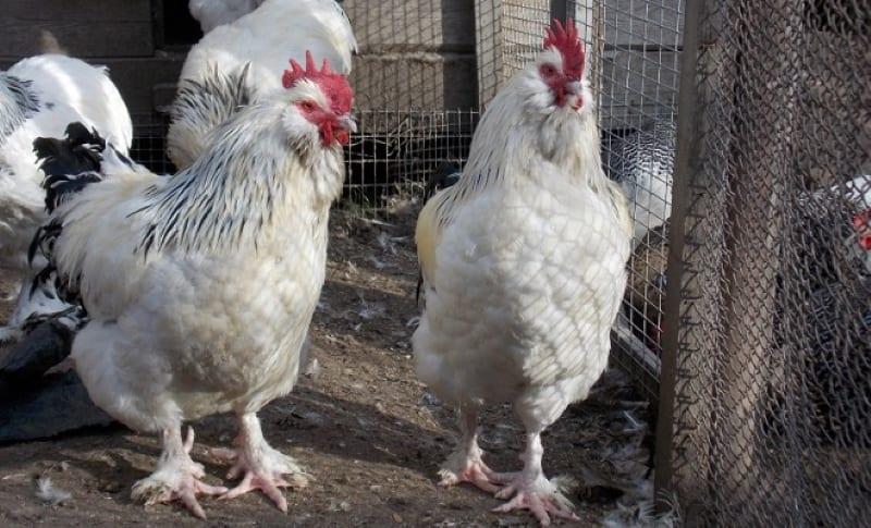 poulets d'argent faverolles