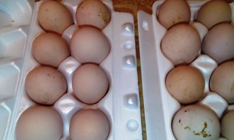 huevos de gallina faverol
