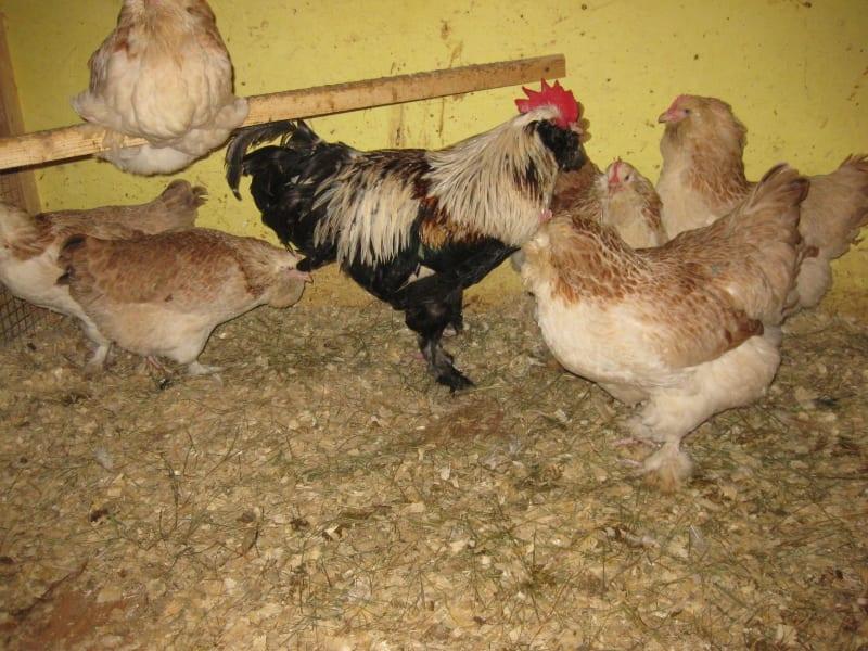 características de cría de pollos faverol
