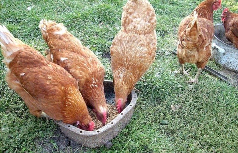 nourrir les poulets avec du grain