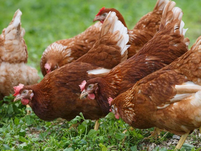 le résultat de l'élevage de poulets highsex