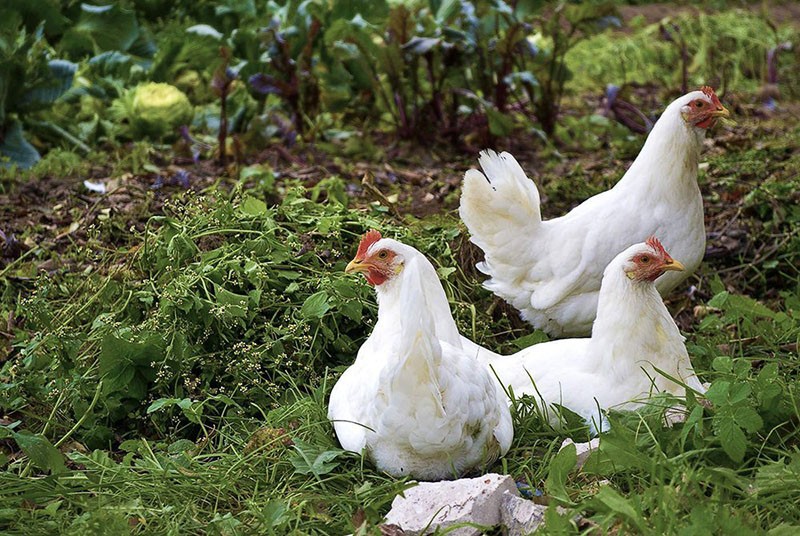 élevage libre de poulets