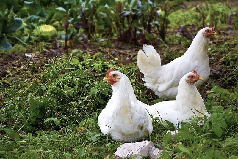 gallinas camperas