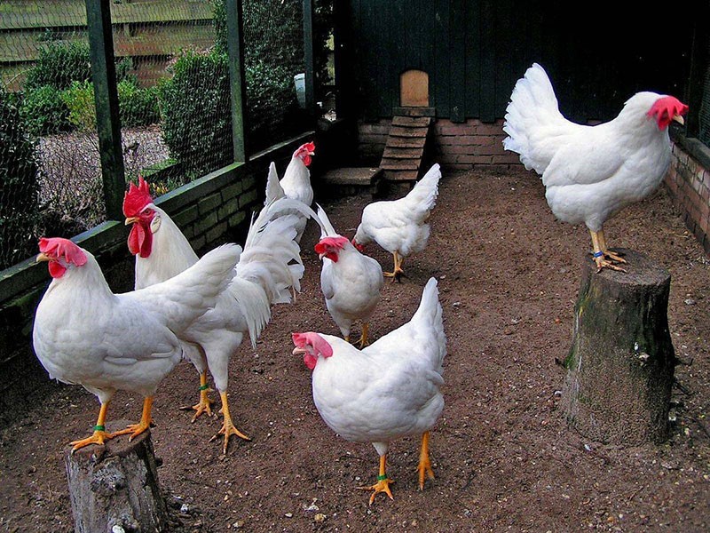 aves de corral de interior caminando