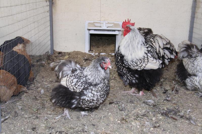 poulets orpington, contenu photo et description