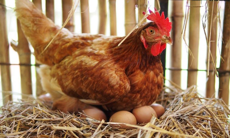 cuando la gallina decidió incubar los polluelos