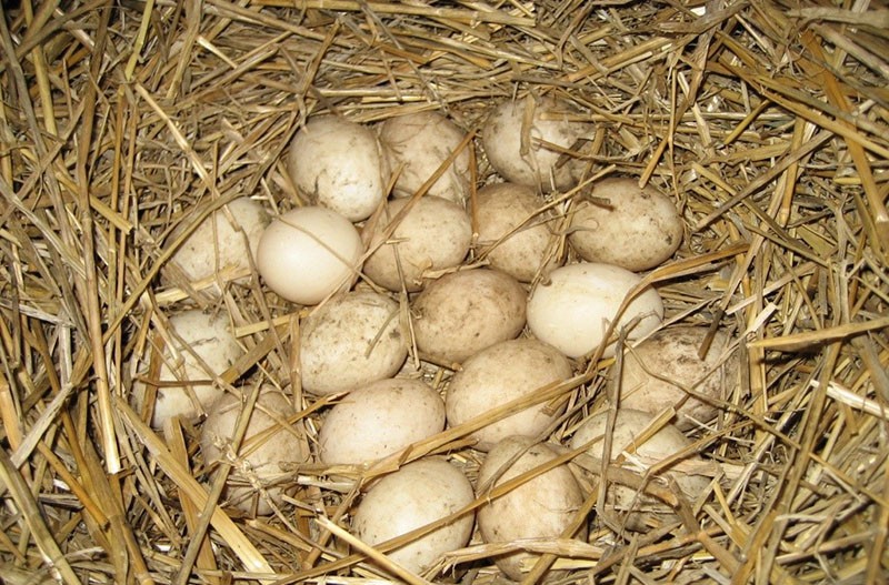 nido de gallina
