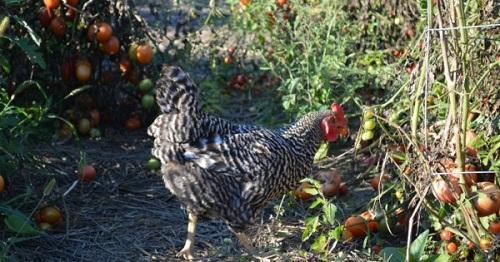 poulets et tomates