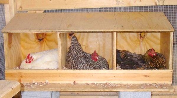 Nids en contreplaqué pour poules pondeuses