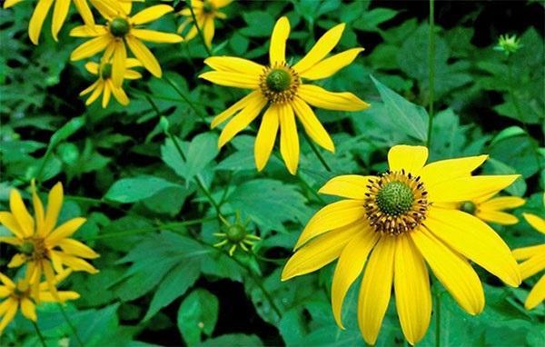 Rudbeckia disecado