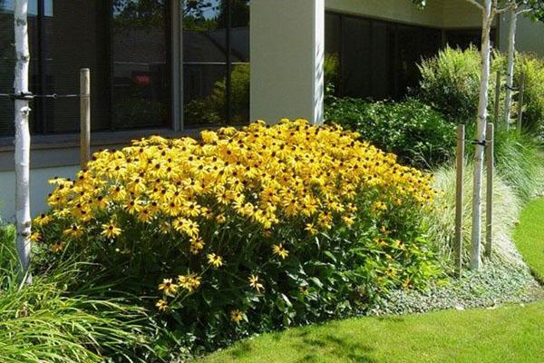 boule d'or des variétés de rudbeckia