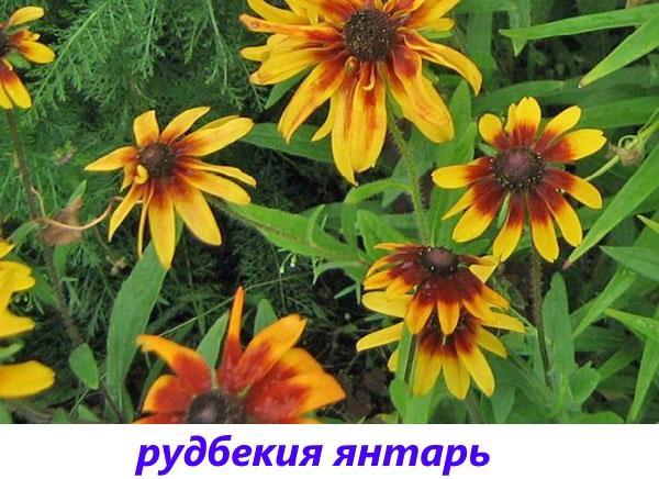 ambre rudbeckie