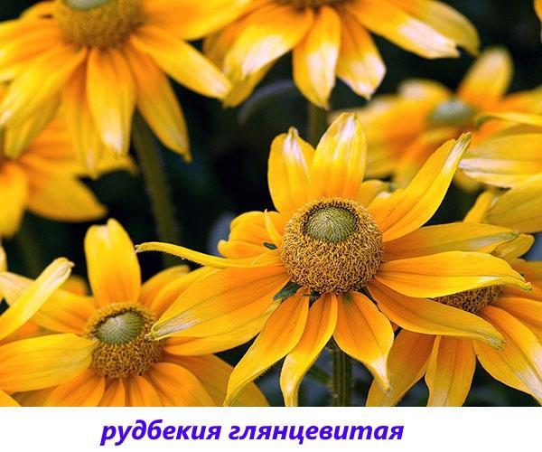 Rudbeckia brillante