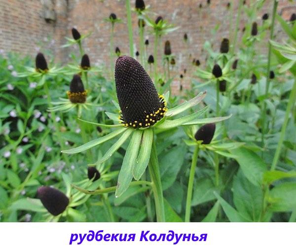 sorcière rudbeckia