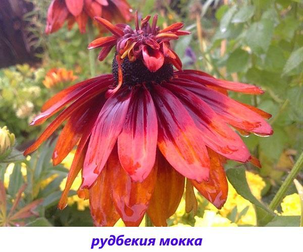 rudbeckia moca