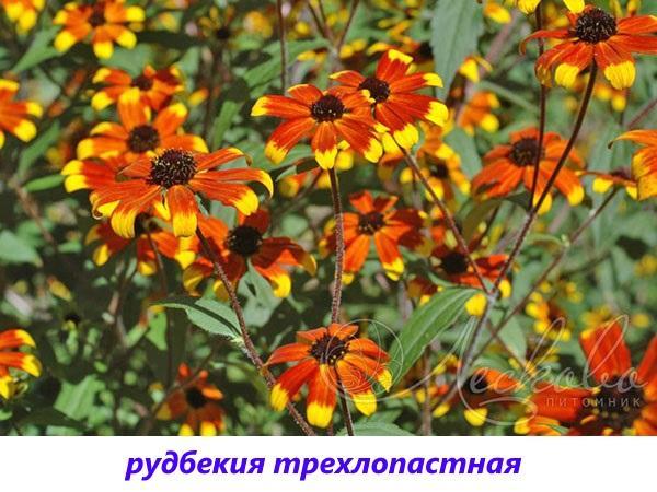 Rudbeckia de tres palas