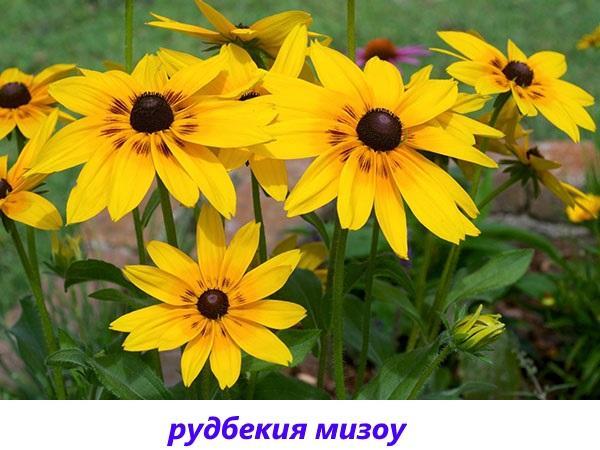 rudbeckie mizou