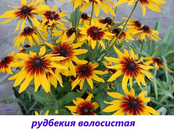 rudbeckia peludo