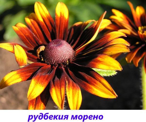 rudbeckia moreno