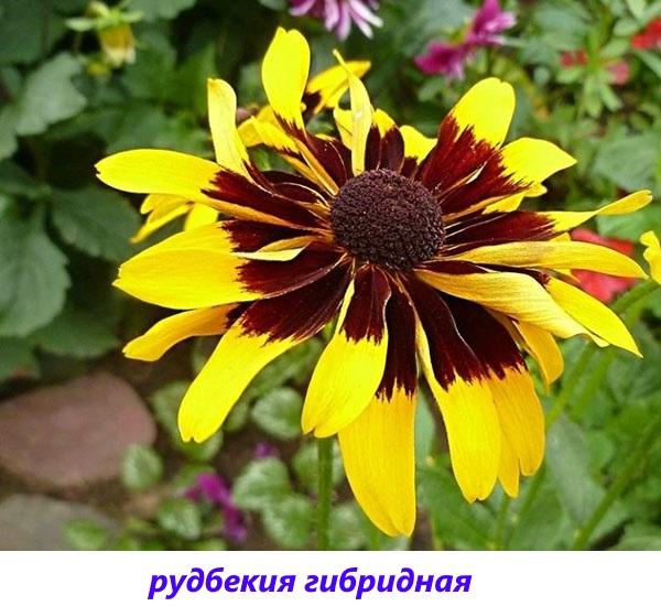 Rudbeckia híbrido