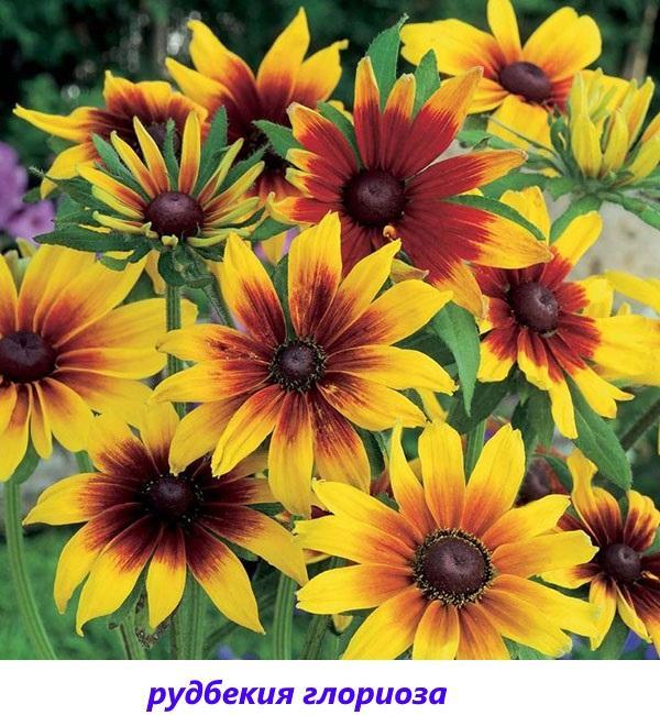 Rudbeckia gloriosa