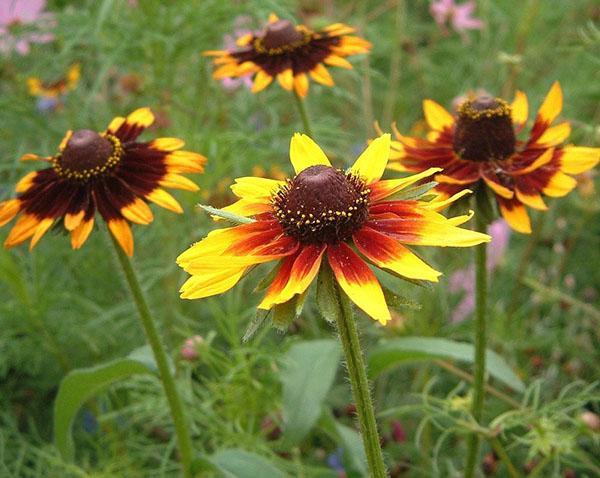 Rudbeckia à l'air libre