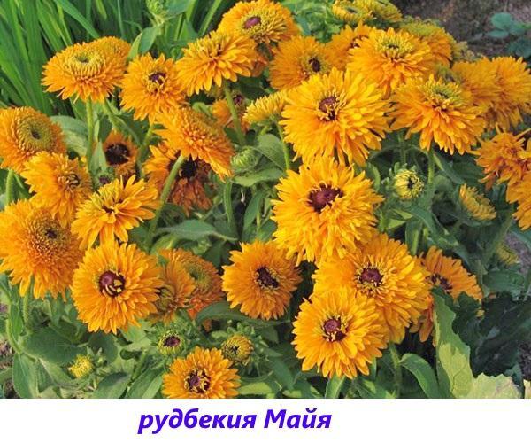 rudbeckia maya