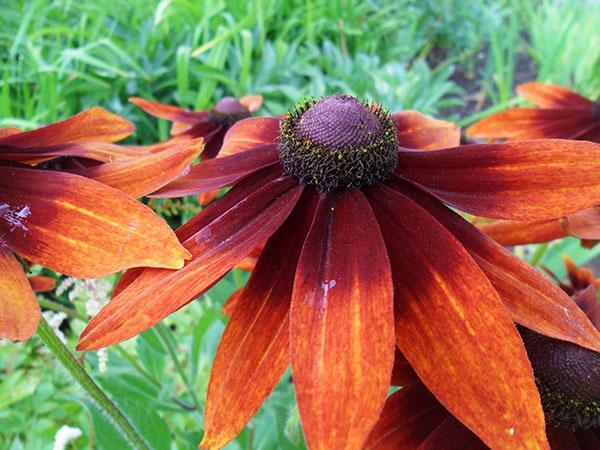 Rudbeckia brillante