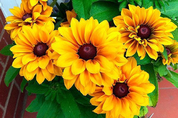 brillante flor de rudbeckia