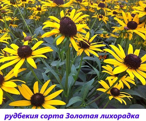 ruée vers l'or des variétés de rudbeckia