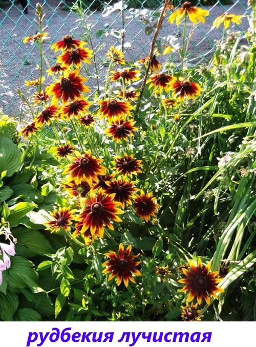 rudbeckie radieuse