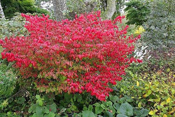 El arbusto euonymus pertenece a plantas resistentes a las heladas.