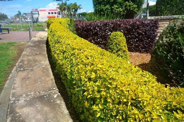 Las hojas de Euonymus pueden ser de diferentes colores.