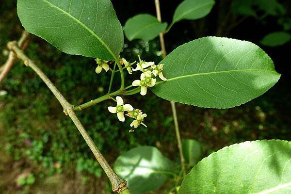 Flor de Euonymus