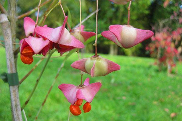 Hermosas cajas de frutas euonymus