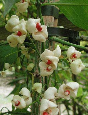 Cápsulas abiertas y semillas de euonymus.