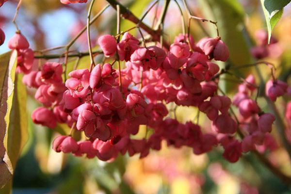 Las bayas de Euonymus son venenosas