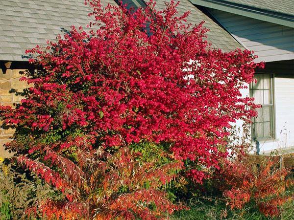 Residencia de euonymus - regiones asiáticas