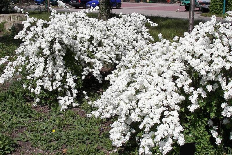 floraison luxuriante