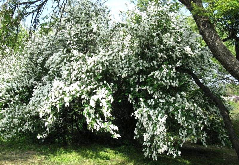 variedad giralda