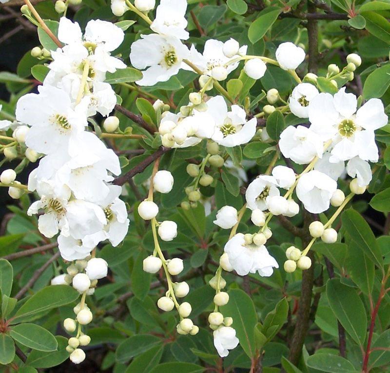 exochord à grandes fleurs