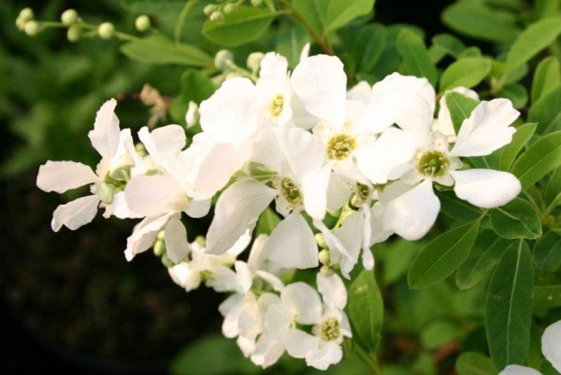 mágico de flores grandes