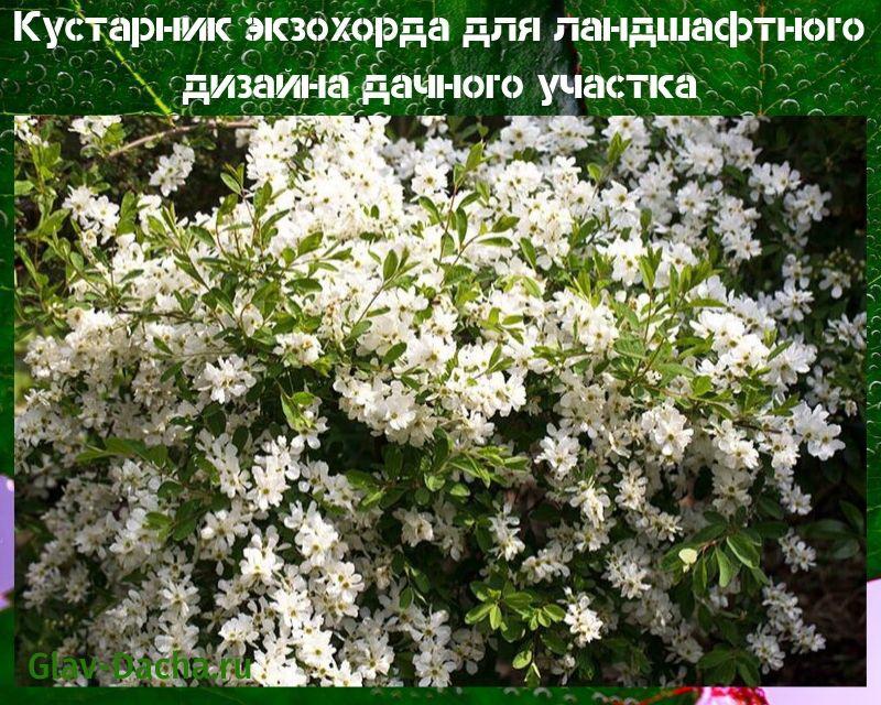 arbuste exochorde