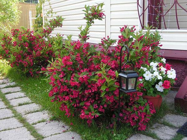 weigela en su cabaña de verano