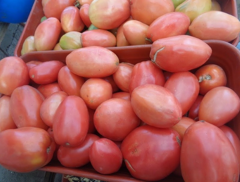 Avantages et inconvénients du jardinier tomate persil